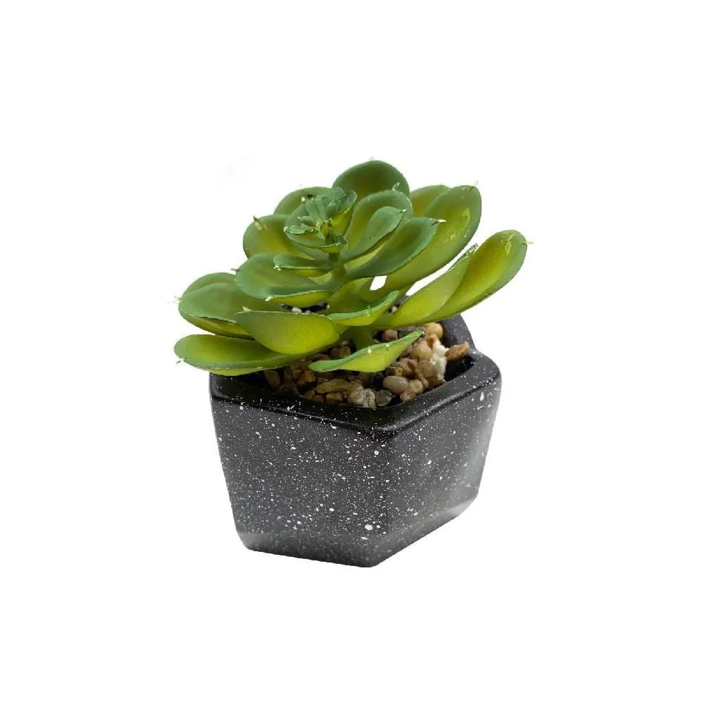 Suculenta Decorativo com Vaso em Cimento Yaris - Preto Respingo